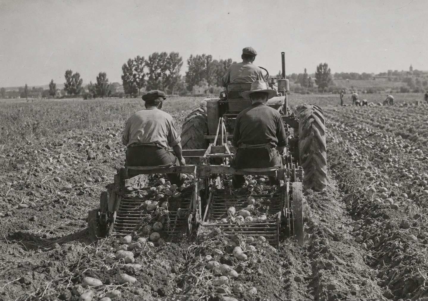 Recolección de patatas en el campo, foto histórica