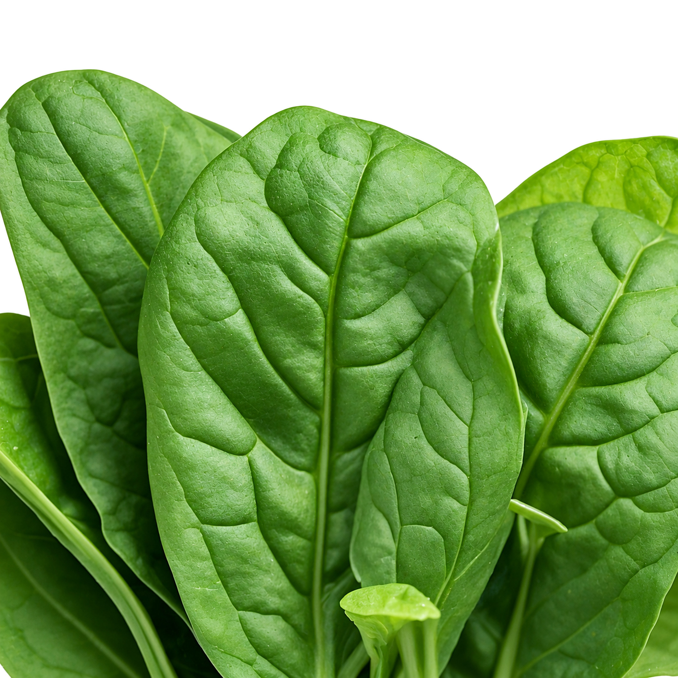 Espinaca porción